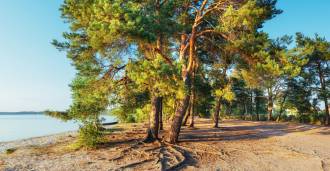 Camping vid havet i Toscana till salu